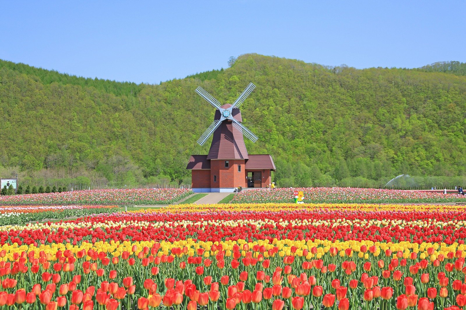 🌷 가미유베쓰 튤립 공원(카미유베쓰츄릿푸코엔) 이미지 1